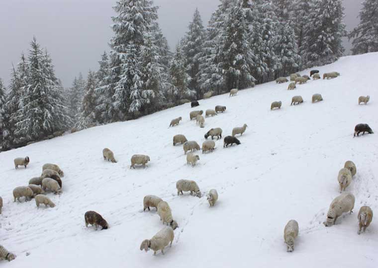 Bergrestaurant Alpina - Winter